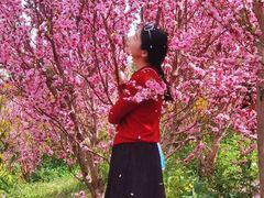 -桃源山庄·水蜜桃采摘·柴火鸡·烧烤团建(龙泉山店)