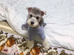 -多卡布奇宠物生活馆(上林世家店)