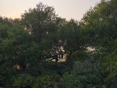 -宝安西湾红树林湿地公园