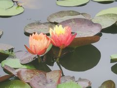 -莲花池公园