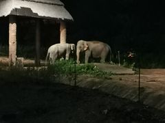 -清迈夜间动物园