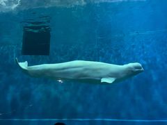 -芜湖新华联大白鲸海洋公园