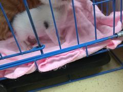 -瑞鹏宠物医院·骨科·猫科·内科(第一中心)
