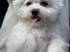 -艾贝尔宠物医院 ·内科全科(梁溪路店)