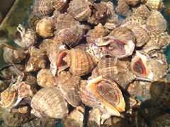 -江杨农产品批发市场