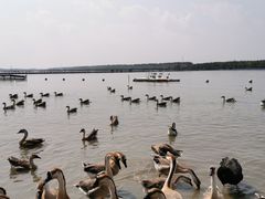 -明珠湖天鹅苑·农家菜馆