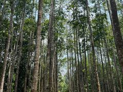 -中国科学院西双版纳热带植物园