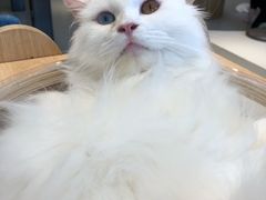 -飞行喵MR PILOT|猫舍·猫咖(静安大融城店)