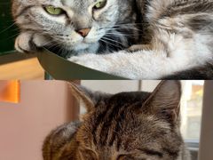 -猫儿山۰猫主题餐厅