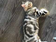 -吉丁鸟咖·异宠·寄养