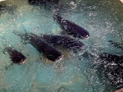 -旭龙鱼头王(航华店)