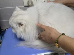 -芭比堂动物医院·心脏科·老年急重症·夜诊·吉雅分院