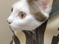 -安安宠医·臻爱宠物医院·宠保定点(营门口路分院)