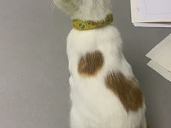 -爱侣宠医·鹦鹉专科·小型哺乳类·异宠专科(灵石路店)