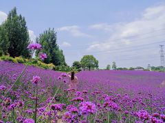 -紫颐香薰山谷景区