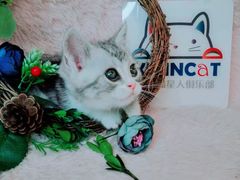 -十年猫舍·猫咪专门店(普陀店)