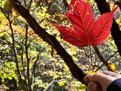 -王顺山国家森林公园