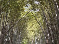 -同里国家湿地公园