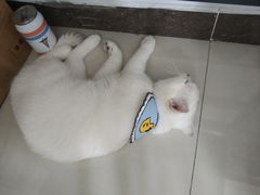 -lincat·猫舍(广州店)