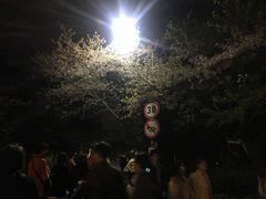 -武汉大学-樱园