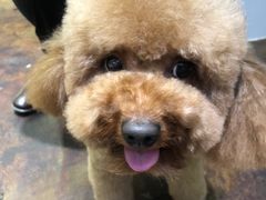 -瑞派·关忠动物医院·异宠专科·犬猫肿瘤·皮肤专科(望京店)