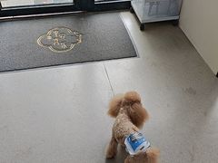 -凯瑞希宠物医院·狂犬免疫·微创·皮肤科