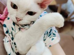 -楼上猫咖(罗湖店)