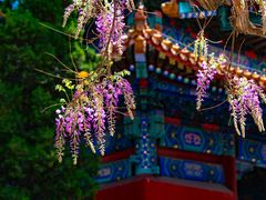 -北京国子监胡同