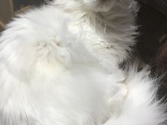 -东方名猫馆·英短金渐层布偶猫舍(环线广场1号楼店)