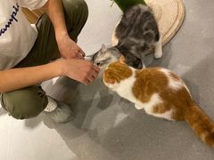 -飞行喵MR PILOT|猫舍·猫咖(静安大融城店)