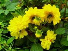 -北纬44度·金珠花海休闲农业旅游景区