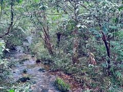 -海南热带雨林国家公园吊罗山景区