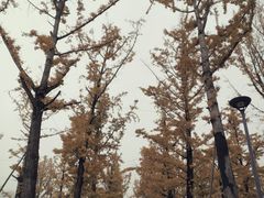 -百林公园-两江幸福广场