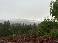 -原山国家森林公园