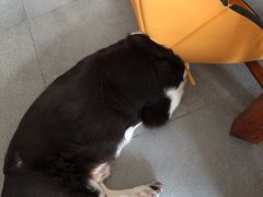 -安安宠医·安宠宠物医院