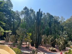 -深圳仙湖植物园