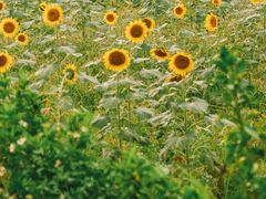 -光明小镇欢乐田园