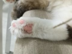 -喵的天空名猫咖啡馆·撸猫·猫舍·用品