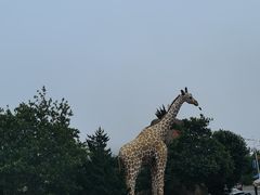 -西霞口神雕山野生动物世界