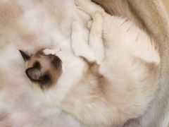 -滚猫咖啡·猫咖·猫友好撸猫(未来城店)