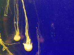 -上海海洋水族馆