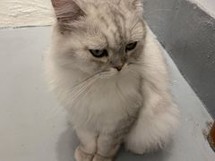 -猫友咖啡店(玉林西路店)