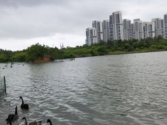 -五缘湾湿地公园