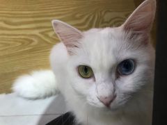 -Heymao猫咖.咖啡厅(东门店)