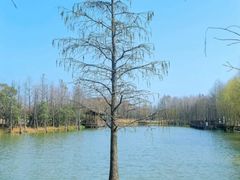 -上海长兴岛郊野公园