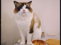 -喵喵咪呀布偶猫咖(春熙路店)