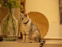 -共舞时光猫咖·狗咖(新街口店)