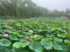 -莲花池公园