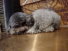 -more than meow吴止猫主题餐厅(承德 中船汇店)