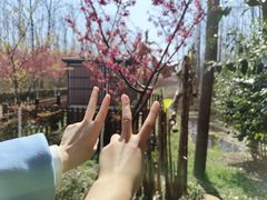 -合肥滨湖国家森林公园